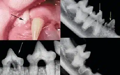 Tooth Resorption in Cats: How to Identify it. Vet Dental Center Atlanta