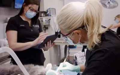 Vet Dental Services in Atlanta: Quality Care for Your Pet