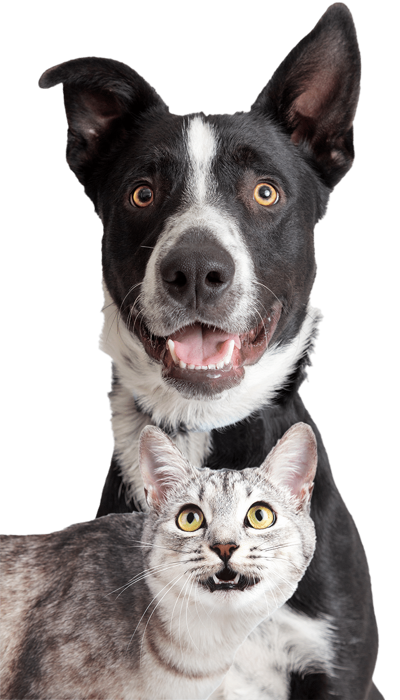 Dog & Cat VCDA