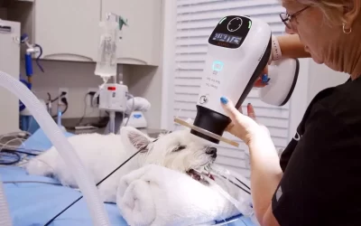 Veterinary Dental Center Atlanta: Dental X-Rays for a Healthy Pet