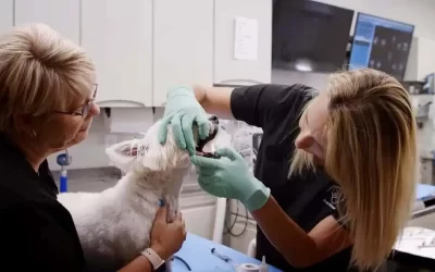 Atlanta’s Best Pet Dental Care – Veterinary Dental Center